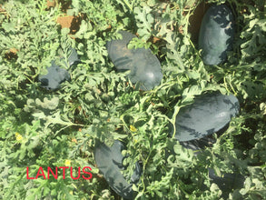 lantus/लैंटस f1 hybrid icebox watermelon (konico seeds)