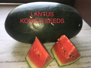 lantus/लैंटस f1 hybrid icebox watermelon (konico seeds)