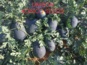 unison f1 icebox type hybrid watermelon (konico seeds)