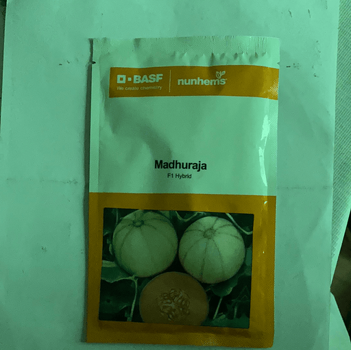 madhuraja/मधुराजा f1 hybrid muskmelon (nunhems)