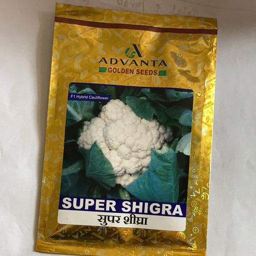 super shigra/सुपर शिघ्रा f1 hybrid cauliflower ( advanta/golden seeds )