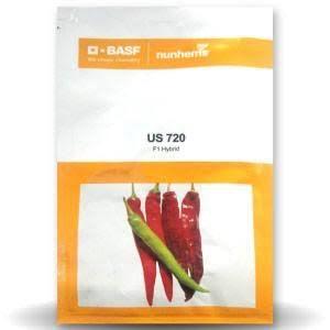 nunhems us 720 f1 hybrid chilli seeds