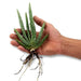 rajasthani aloevera propagules/plants (farmers stop) - cash on delivery not available