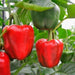 capsicm red best quality hybrid f1 seeds  (garden festival)
