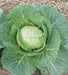 cabbage green hybrid f1 seeds  (garden festival)