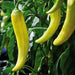 hungarian chilli hybrid f1 seeds