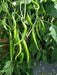 pencil type green chilli hybrid f1 seeds