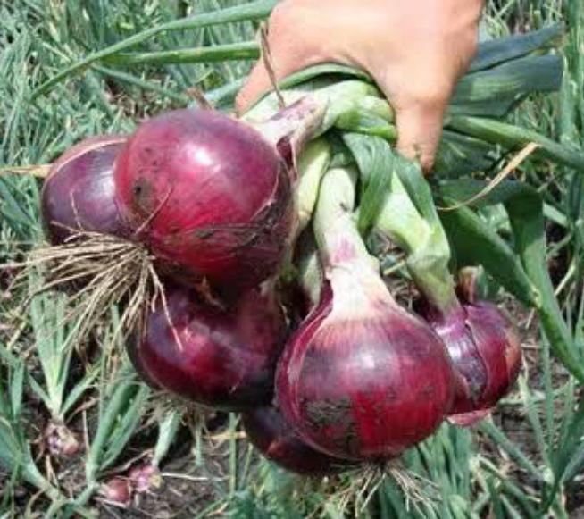 improved onion red colored seeds