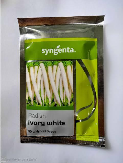 ivory white/आइवरी वाइट f1 hybrid radish (syngenta)