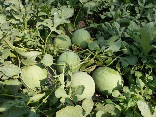 jannat/जन्नत hybrid watermelon - red flesh (known you seeds) cod not available