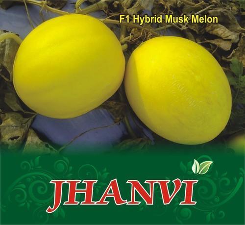jhanvi/जानवी hybrid muskmelon (sagar biotech seeds)