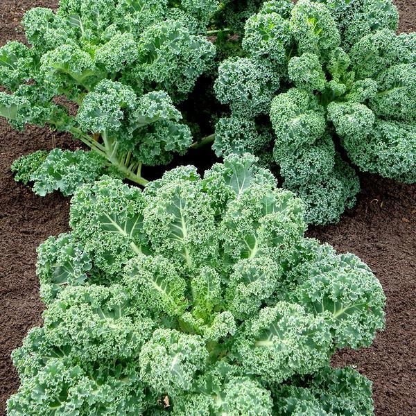 curly kale (tobia's select seed, usa)