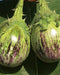 katta brinjal hybrid quality seed