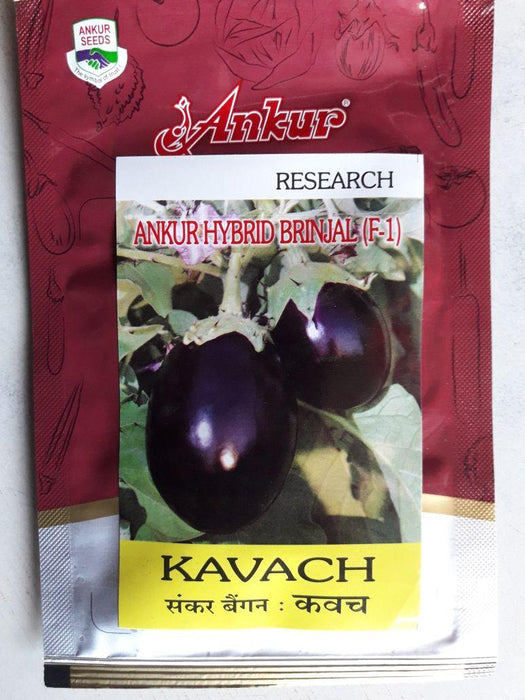 kavach/कवच hybrid f1 brinjal (ankur seeds)
