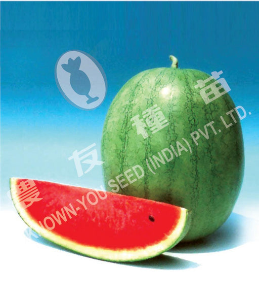 saraswati/सरस्वती hybrid watermelon ice box type-red flesh (known you seeds)