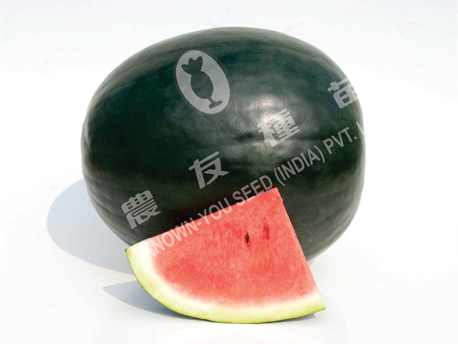 vaishnavi/वैष्णवी hybrid watermelon (known you seeds)