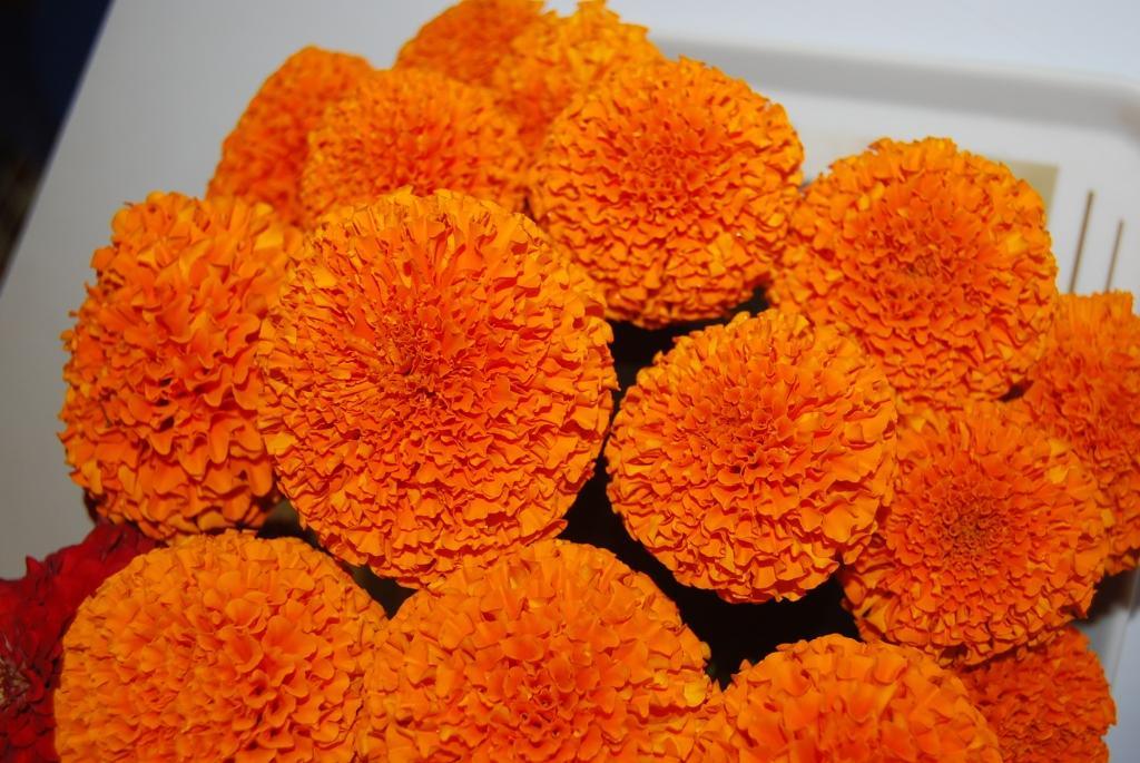 saf 11/33 kolkata (tennis ball type) marigold (sarpan seeds)