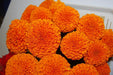 saf 11/33 kolkata (tennis ball type) marigold (sarpan seeds)