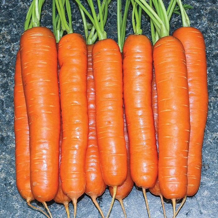 kuroda type best quality carrot