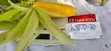 Kyoto 70 F1 Hybrid Sweet Corn (Takii Seed)