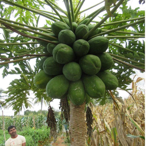 lal pari/लाल परी f1 hybrid papaya (united genetics)