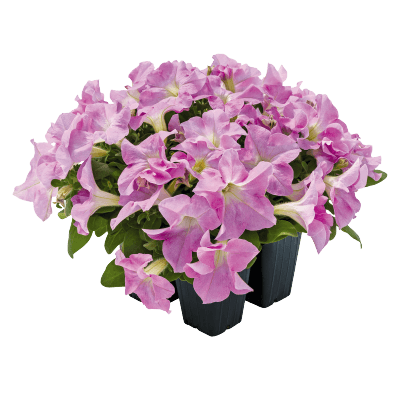 hanging baskets petunia x hybrida grandiflora f₁ success! hd (benary) 1000 seeds / light pink