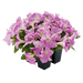 hanging baskets petunia x hybrida grandiflora f₁ success! hd (benary) 1000 seeds / light pink