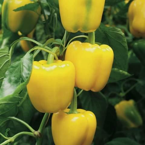 kaamos f1 hybrid yellow capsicum (syngenta)