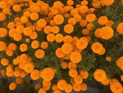 indi f1 hybrid commercial marigold (s flowers)