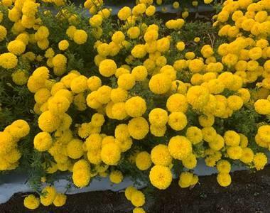 indi f1 hybrid commercial marigold (s flowers) tall yellow / 1000 seeds