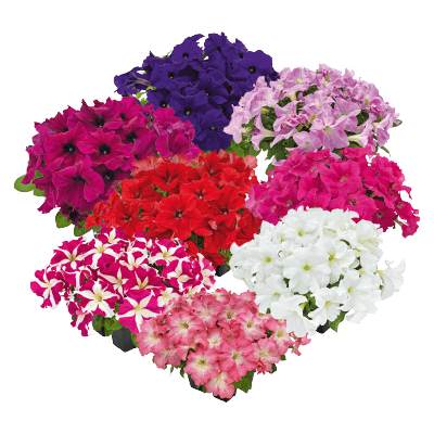 hanging baskets petunia x hybrida grandiflora f₁ success! hd (benary) 1000 seeds / maxi mix