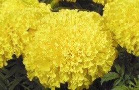 maxima yellow/मैक्सिमा येलो  f1 marigold (east west seeds)