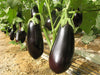 michal/माइकल parthenocarpic eggplant (genesis seeds, isreal)  - no cash on delivery