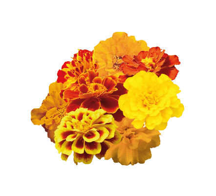 safari french marigold tagetes patula (benary) 1000 seeds / mix
