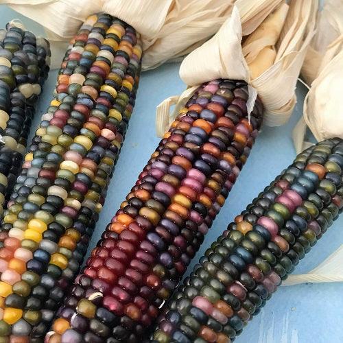 ornamental multi color corn op mix