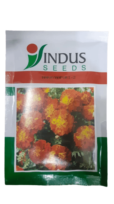 narayanpuri - 2 french marigold (indus seeds)