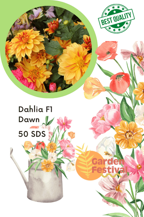 dawn f1 hybrid dahlia mix (garden festival)