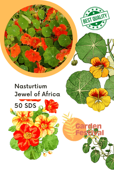 jewel of africa nasturtium (garden festival)