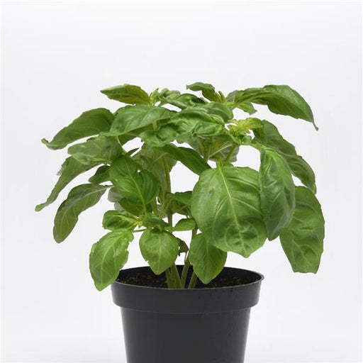 newton herb basil (panamerican)
