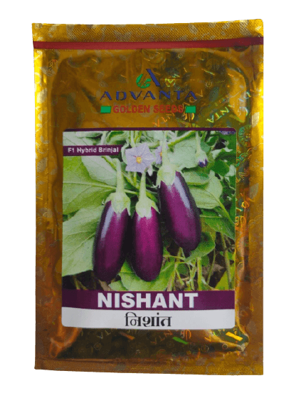 nishant f1 hybrid brinjal (golden seeds/advanta)