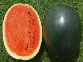 ns 200 watermelon (namdhari)