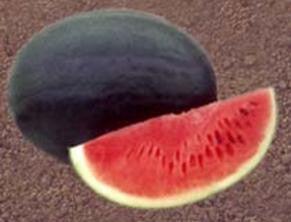 ns 423 watermelon (namdhari)