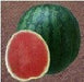 ns 252 watermelon (namdhari)