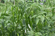 nupur f1 hybrid chilli (vnr seed's)