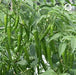 nupur f1 hybrid chilli (vnr seed's)
