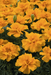 safari french marigold tagetes patula (benary) 1000 seeds / orange