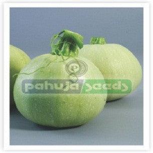 don-17/डॉन -१७ summer squash (pahuja seeds)