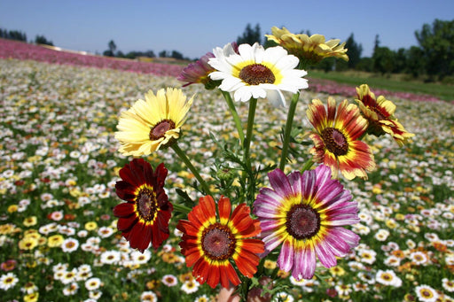Painted daisy (Chrysanthemum carinatum) Mix (Garden festival) - Farmers Stop