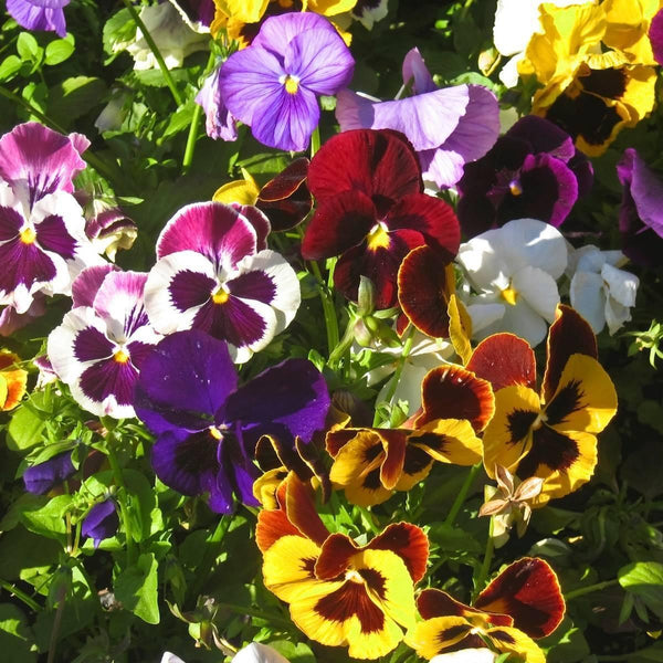 Pansy Swiss Giant Mix - Farmers Stop