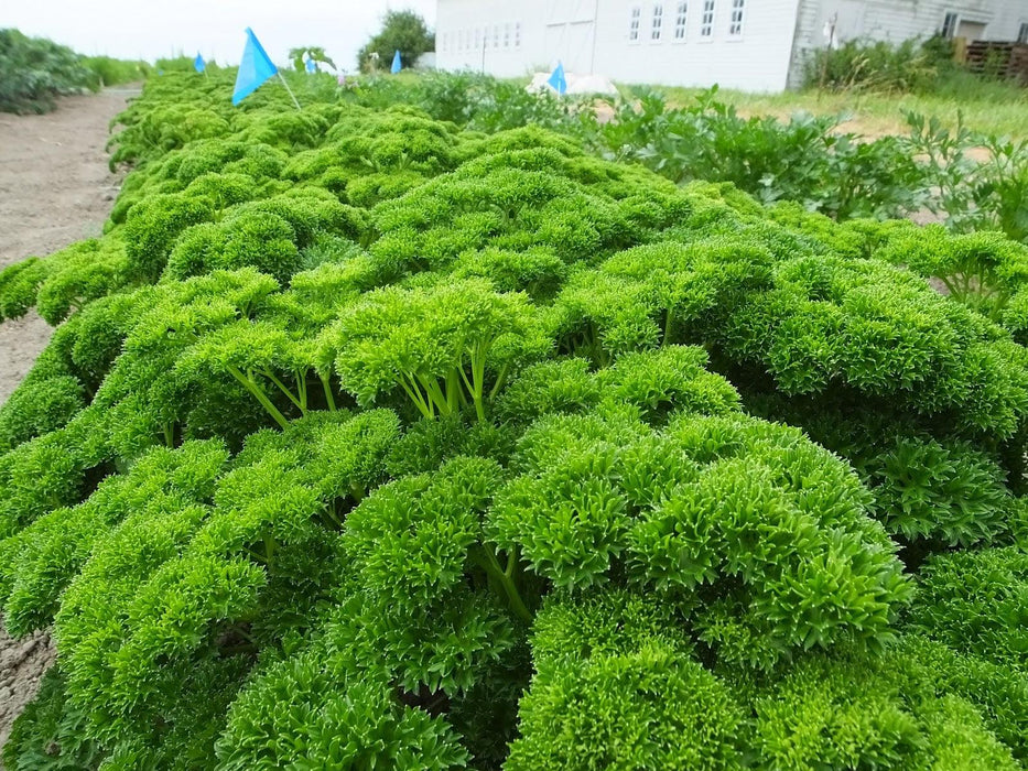 herb parsley hybrid quality seeds